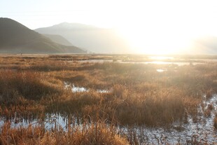 日出下的湿地美景