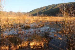 夕阳下的湿地景观