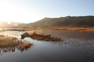 夕阳下的湿地风光