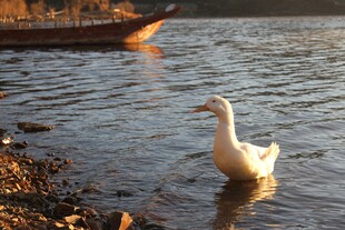 岸边浅滩的漫步白鹅