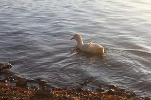 湖畔白鹅水中悠然漫步