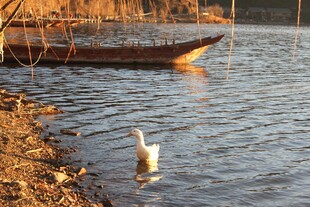 岸边水鸟与停泊小船