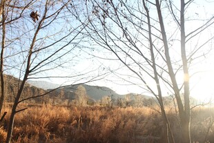 冬日林间阳光景致