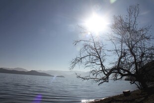 湖畔枯树映暖阳