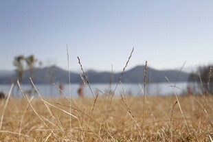 湖畔枯草 远处山水朦胧