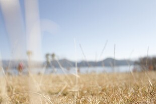 湖畔金黄草地远景风光