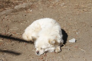 熟睡的白色小狗