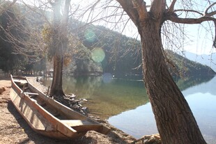 湖畔枯树旁的静谧木船