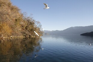 湖畔飞鸟 秋日静谧湖景