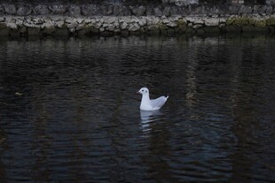 水中孤游的白鹅