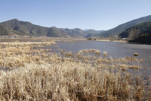 湖畔枯黄芦苇与远山美景