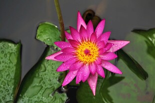 娇艳粉色睡莲绽放