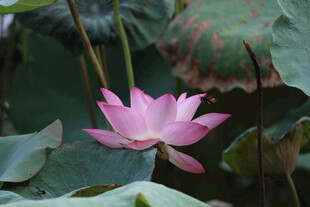 粉色荷花绽放于绿叶间