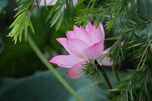 娇艳荷花绽放绿叶间