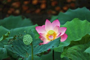 娇艳荷花绽放于绿叶间
