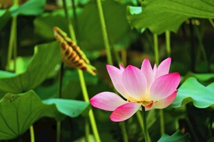 娇艳荷花绽放于绿叶间