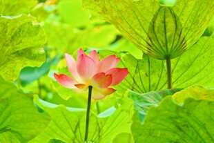 娇艳荷花绽放于绿叶间