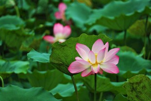 粉色荷花绽放于绿叶间