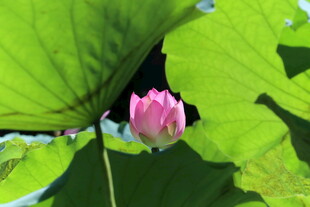 粉色荷花绽放于绿叶间