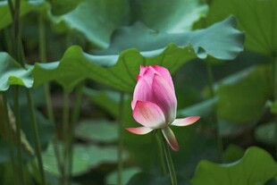 娇艳荷花绽放于绿叶间