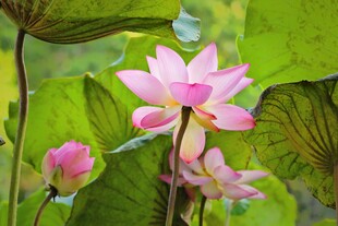 娇艳荷花绽放于绿叶间