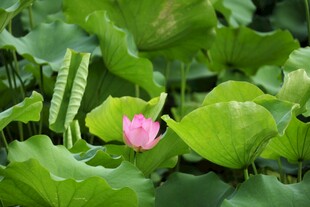 粉荷绽放于翠绿荷叶间