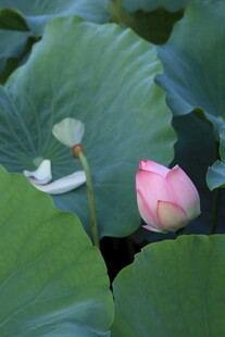 粉嫩荷花