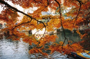 湖畔红叶