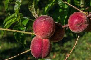 枝头鲜桃硕果累累