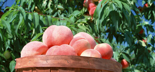 木筐中的新鲜水蜜桃