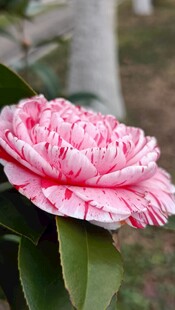 山茶花