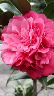 山茶花