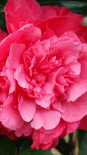 山茶花