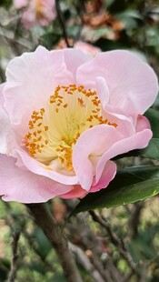 山茶花