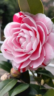 山茶花