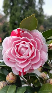 山茶花