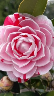 山茶花
