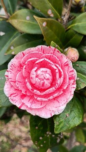 山茶花