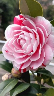 山茶花