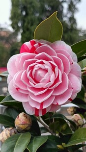 山茶花