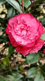 山茶花