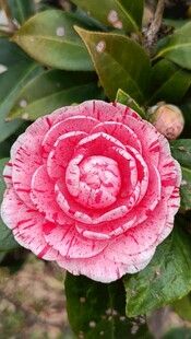 山茶花