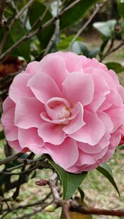 山茶花