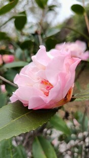 山茶花