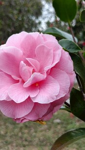 山茶花