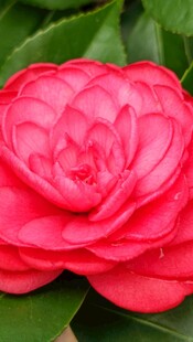 山茶花