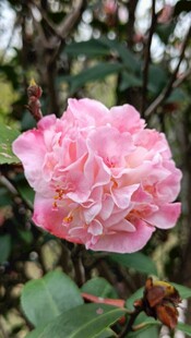 山茶花