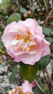 山茶花