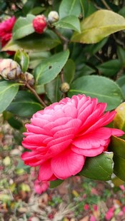 山茶花