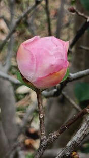 花苞